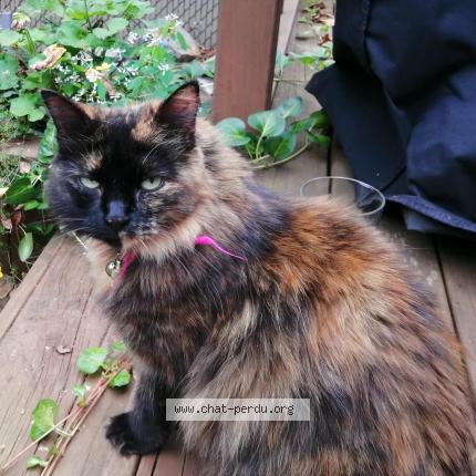 Photo 1/1 Manon Tremblay Chat lost in Terrebonne