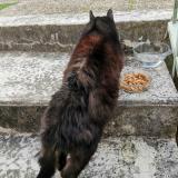 Picture of cat found at Loches