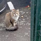 Picture of cat found at Chateau Gontier