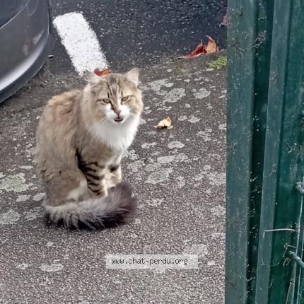 Photo 1/1 Found cat Found in Chateau gontier