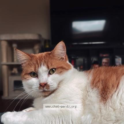 Photo 1/1 Sunny Chat lost in Namur