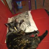 Picture of cat found at Saint Eloy Les Mines