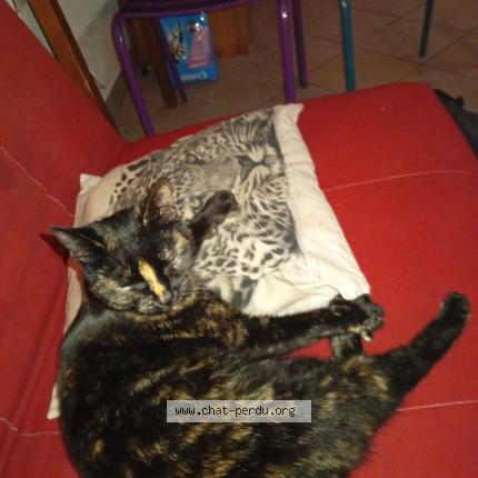 Photo 1/1 Found cat Found in Saint eloy les mines