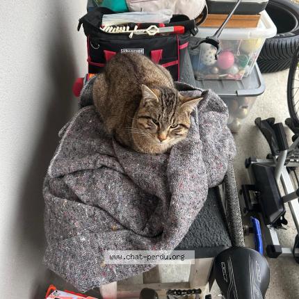 Photo 1/1 Vilain Chat lost in Sault brenaz 0