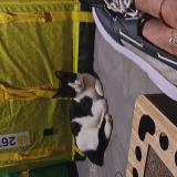 Picture of cat lost at Apopka