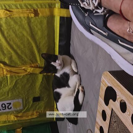 Photo 1/1 Olivia Chat lost in Apopka