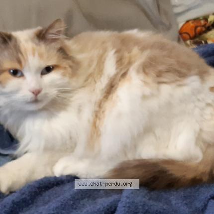 Photo 1/1 Caouette Chat lost in Cestas