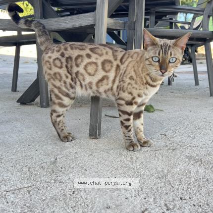 Photo 1/1 Silky Chat lost in La farlede