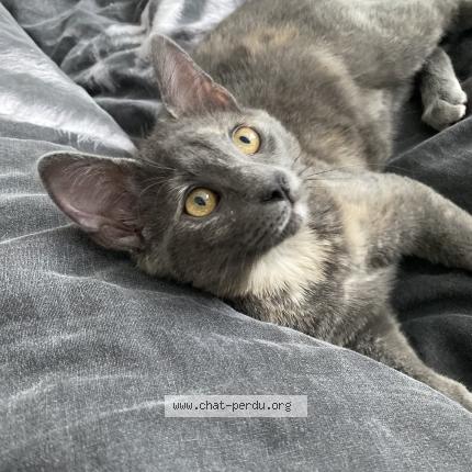 Photo 1/1 Hedda Chat lost in Gresy sur isere