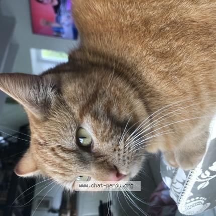 Photo 1/1 O’Maley Chat lost in Mesnil ozenne