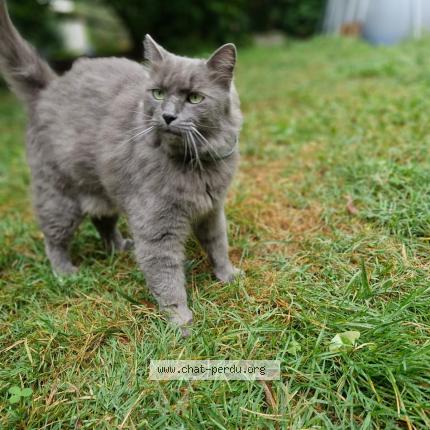 Photo 1/2 Louxor Chat lost in Valence