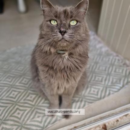 Photo 2/2 Louxor Chat lost in Valence