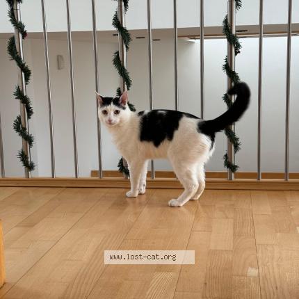 Photo 1/1 Gucci Chat lost in London