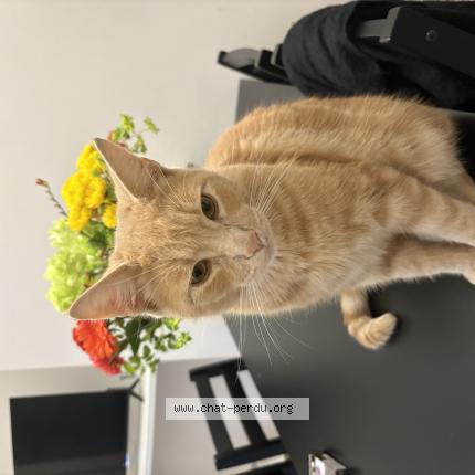 Photo 1/1 pitchou Chat lost in Saint nazaire