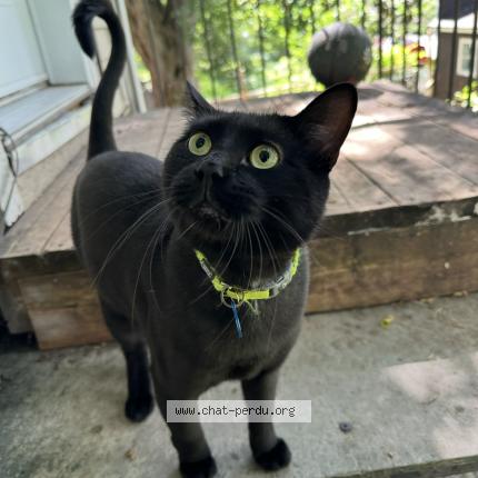 Photo 1/1 Coco Chat lost in L assomption