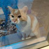 Picture of cat found at Herstal