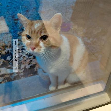 Photo 1/1 Found cat Found in Herstal