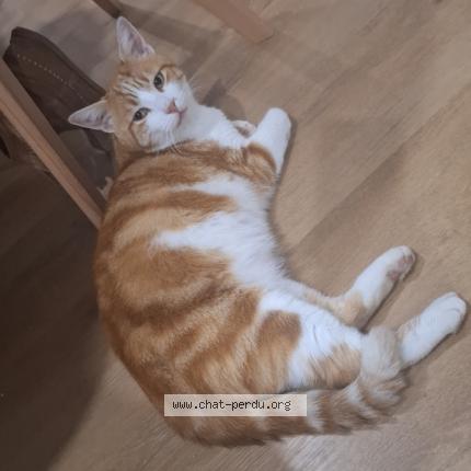 Photo 1/1 Furious Chat lost in Esprels