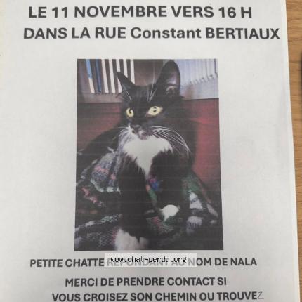 Photo 1/1 NALA Chat lost in Sin le noble