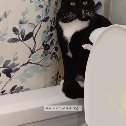 Photo 1/1 Reunited cat Lost in Quebec
