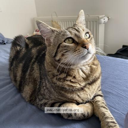 Photo 1/1 Oyanna Chat lost in Biarrotte