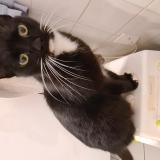 Picture of cat found at Langon