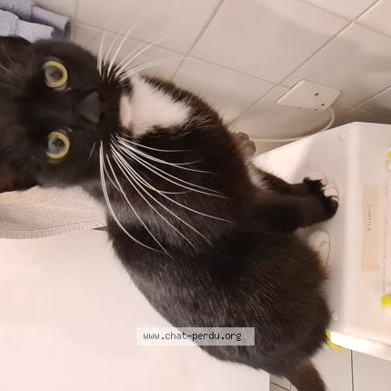 Photo 1/2 Found cat Found in Langon