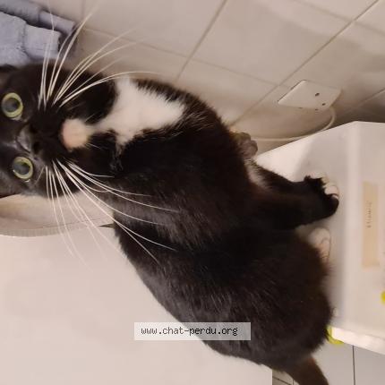 Photo 2/2 Found cat Found in Langon