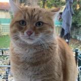Picture of cat lost at Argenteuil