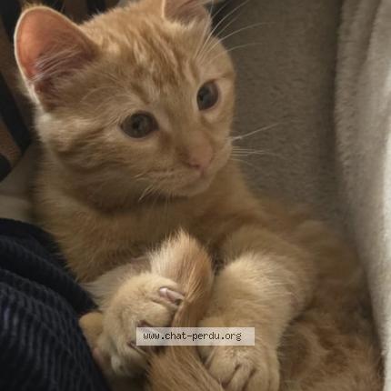 Photo 1/1 Rasmout Chat lost in Revel