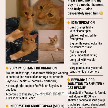 Photo 1/1 Papaya Chat lost in North york