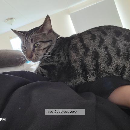 Photo 1/1 Butters Chat lost in Gray court