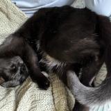 Picture of cat lost at Bucyrus