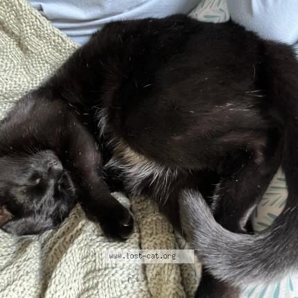 Photo 1/1 Lucky Chat lost in Bucyrus