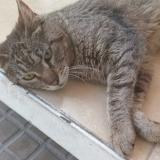 Picture of cat found at La Plata