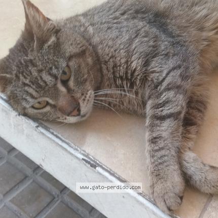 Photo 1/1 Found cat Found in La plata