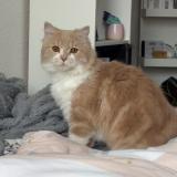 Picture of cat lost at Cournon D Auvergne