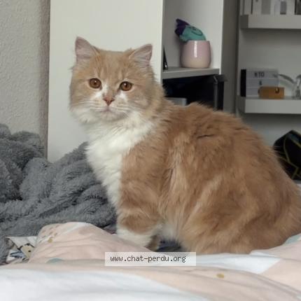 Photo 1/1 Mochi Chat lost in Cournon d auvergne