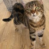 Picture of cat found at Chevroux