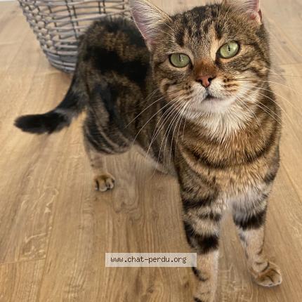 Photo 1/1 Found cat Found in Chevroux