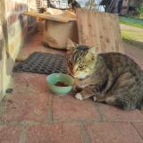 Picture of cat found at Saint Nizier Le Bouchoux