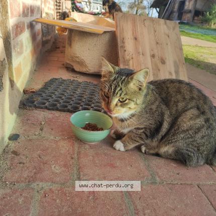 Photo 1/1 Found cat Found in Saint nizier le bouchoux