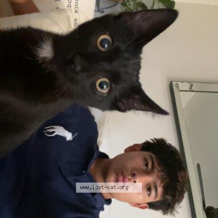 Photo 1/1 Pickles Chat lost in Aurora