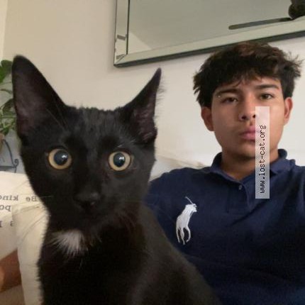 Photo 1/1 Pickles Cat lost in Aurora