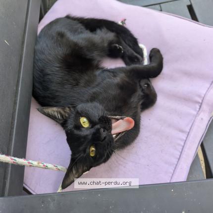 Photo 1/1 Nala Chat lost in Marans