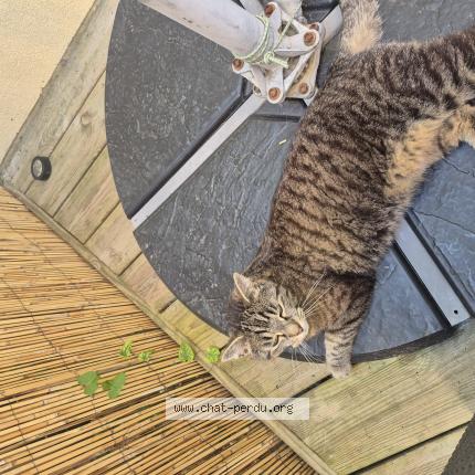 Photo 1/1 Gandalf Chat lost in Saint hymer