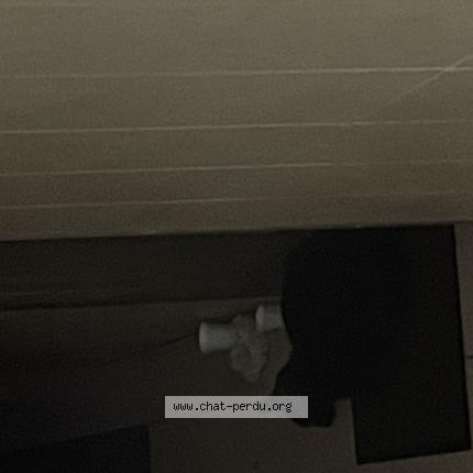 Photo 1/1 Found cat Found in Magnanville