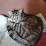 Picture of cat lost at Souillac