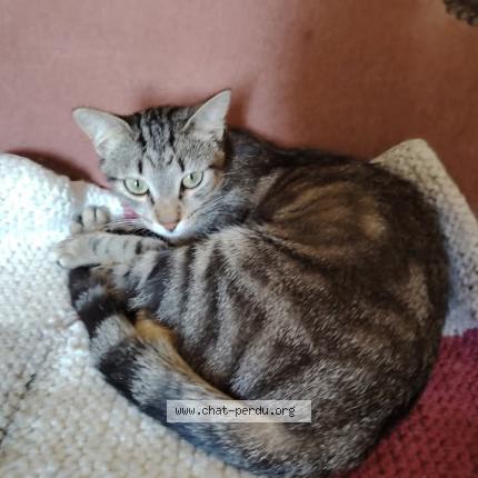 Photo 1/1 Xantia Chat lost in Souillac