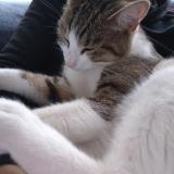 Picture of cat found at Gentilly